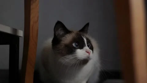 Cute siamese cat with deep blue eyes is watching after cat toy Stock Footage 288438332