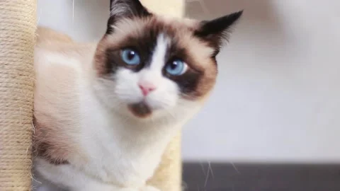 Cute siamese cat with deep blue eyes is watching after cat toy Stock Footage 288438431