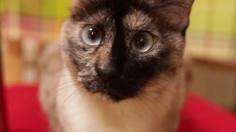 Cute siamese cat Stock Footage 75217499