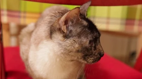 Cute siamese cat Stock Footage 75217505