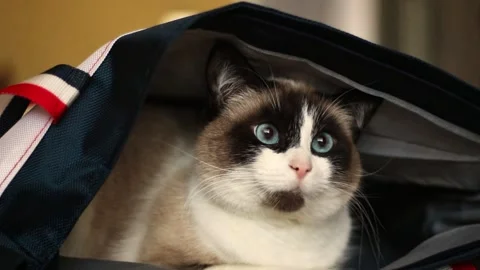 Cute Siamese cat is hiding in bag. Curious ragdoll cat lying Stock Footage 304664352