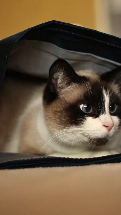 Cute Siamese cat is hiding in bag. Curious ragdoll cat lying in bag Stock Footage 304664354