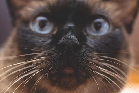 Cute Siamese cat muzzle 写真素材