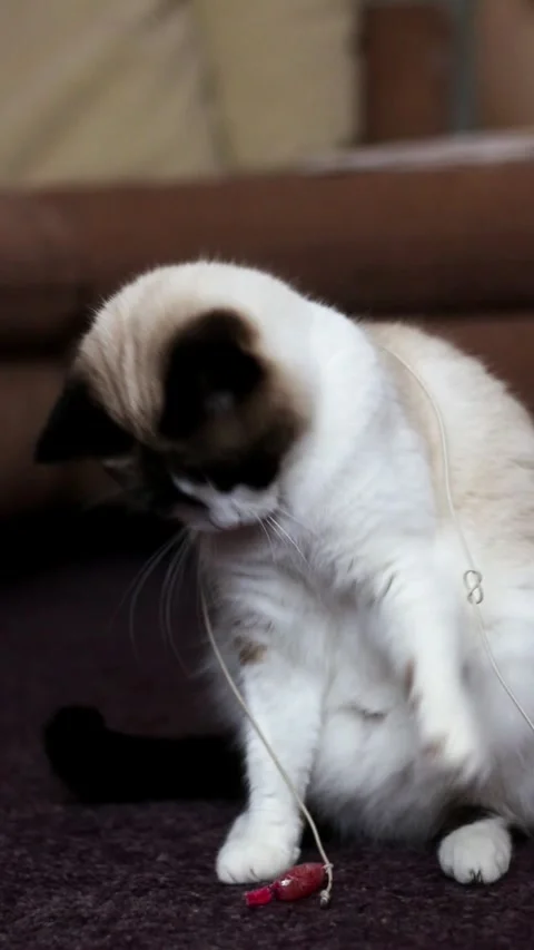 Cute siamese cat playing with toy. Domestic pet having fun Stock Footage 317696165