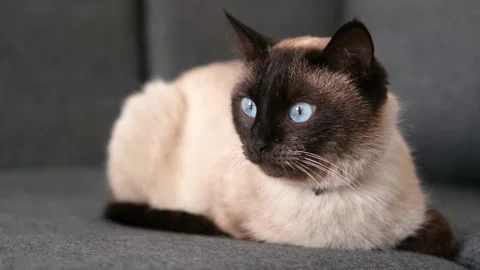 Cute Siamese cat sitting on the couch Stock-Footage 304943885