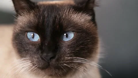 Cute Siamese cat sitting on the couch Stock-Footage 304944041