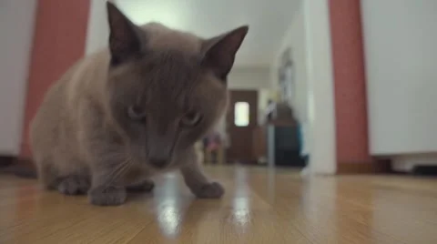 Cute Siamese Cat Snuffs Camera Stock Footage 51742656