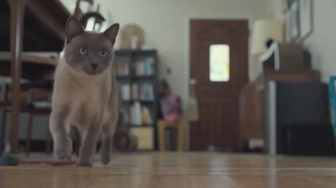 Cute Siamese Cat Walks Up To Camera Stock Footage 51742666