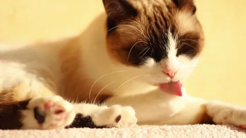 Cute siamese cat is washing itself on sunlight Stock Footage 288438395