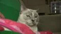 Cute Siamese Cate On Couch With Blankets 4k or 4k+ Resolution