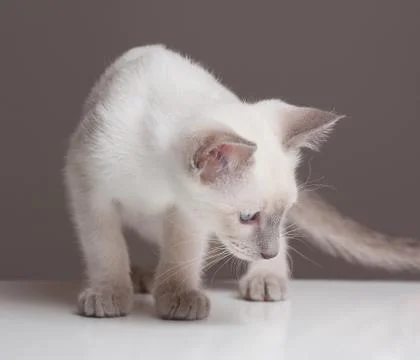 Cute siamese kitten. Foto stock