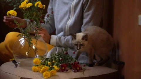 Cute siamese kitten watсhing for young women collecting flower bouquet in a vase Stock-Footage 165841325
