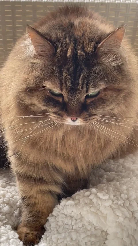 Cute siberian cat in cuddling time Vídeo Stock 218294266