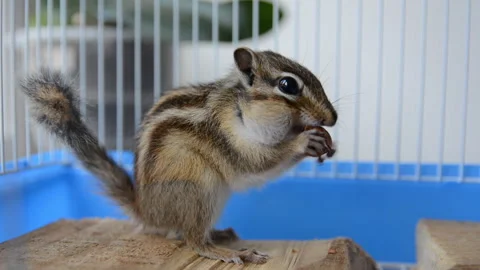 Cute Siberian chipmunk eats hazelnuts in a cage at home Stock Footage 137047705