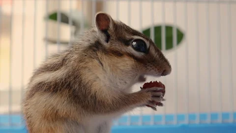 Cute Siberian chipmunk holding in hands and eats hazelnut in a cage at home.  Stock Footage 137743889