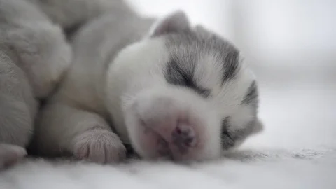 Cute siberian husky puppies sleeping Stock Footage