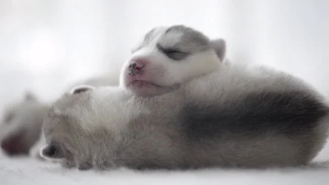 Cute siberian husky puppies sleeping Stock Footage