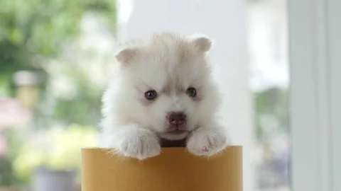 Cute siberian husky puppy  playing in a cylinder box Stock Footage