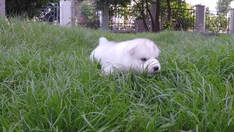 Cute siberian husky puppy running on grass,slow motion Stock Footage 76021053