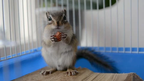Cute Siberian squirrel eats hazelnuts in a cage at home Stock Footage 137047836