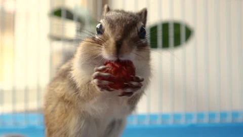 Cute Siberian squirrel holding in hands and eats hazelnut in a cage at home.  Stock Footage 137743535