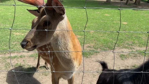 Cute sika deer behind wire fence with black goat in petting zoo 動画素材 337302028