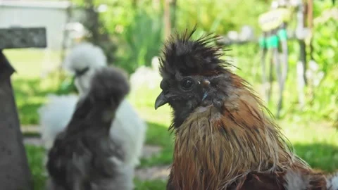 Cute Silkie hen seen posing for the camera in this close-up footage. Stock Footage 156366879
