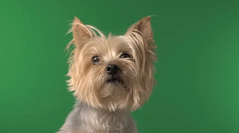Cute Silky Terrier Dog Pet on Green Screen / Chroma Key Stock Footage