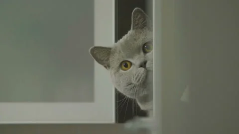 Cute silly cat peeking from around the corner. 库存影片 120634604