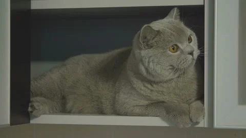 Cute silly cat peeking from around the corner. 库存影片 120636211