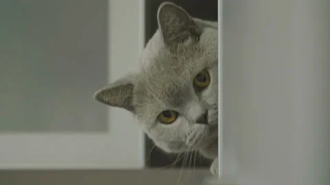 Cute silly cat peeking from around the corner. 库存影片 120636863