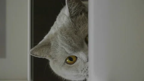 Cute silly cat peeking from around the corner. 库存影片 143979688