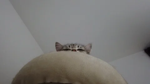 Cute silver cat sleeping on a pillow Vídeo Stock 126355251