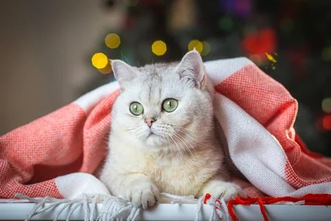Cute silver cat under red and white blanket with festive background lights Stock Photos