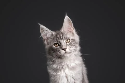 Cute silver tabby maine coon kitten looking at camera on gray background Stock Photos