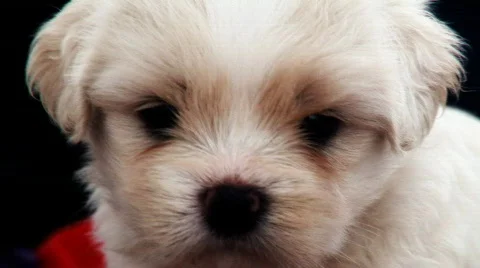 Cute Single White Puppy Stock Footage 569130