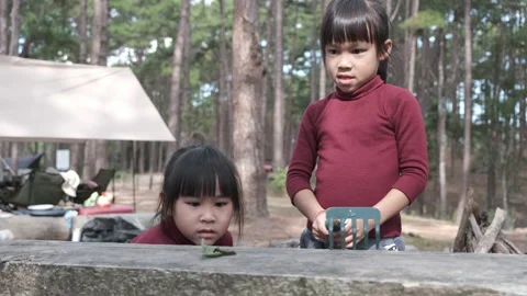 Cute sisters using magnifying glass to observe wild caterpillars moving on plank Stock Footage 228242182