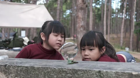 Cute sisters using magnifying glass to observe wild caterpillars moving on plank Stock Footage 228244194