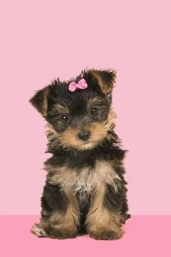 Cute sitting yorkshire terrier, yorkie puppy wearing a pink bow looking at... Stock Photos