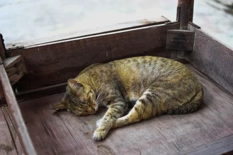 Cute sleep cat Stock Photos