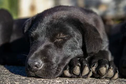 Cute sleeping black puppy. The head rests on its paws. Stock Photos