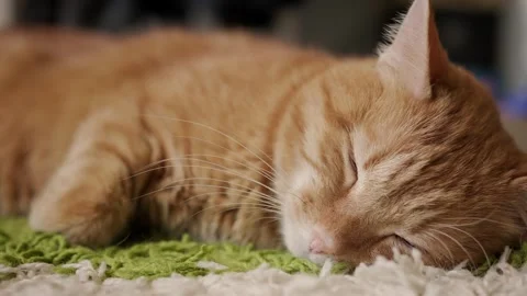 Cute sleeping cat in close-up view Stock Footage 317895453