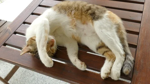 Cute sleeping cat Stock Footage 99435303