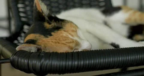 Cute sleeping cat Stock Footage 303749428