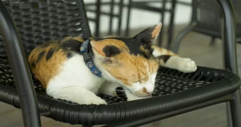 Cute sleeping Cat Stock Footage 303749429