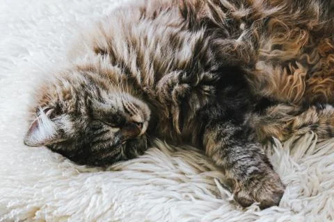 Cute sleeping cat. Grey kitty takes a nap. The cat is lying on white fluffy Stock Photos
