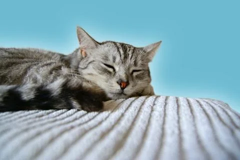 Cute sleeping cat Stock Photos