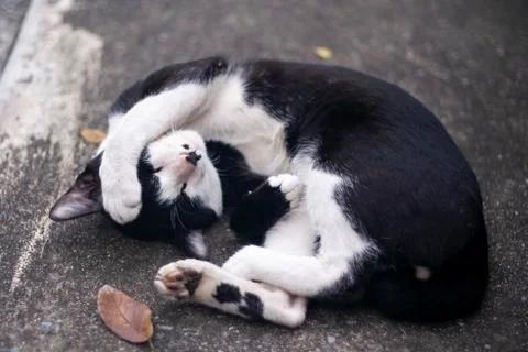 Cute sleeping cat Stock Photos