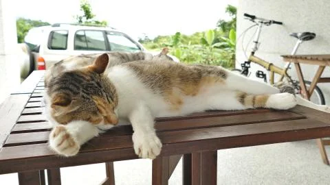 Cute sleeping cat Stock Photos