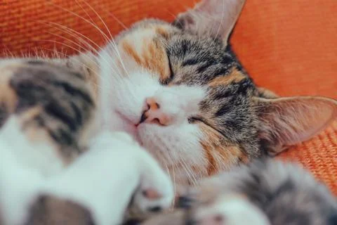 Cute sleeping cat Stock Photos
